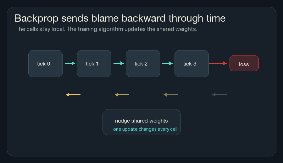 Animated timeline where loss sends backward arrows through saved ticks to nudge shared NCA weights.